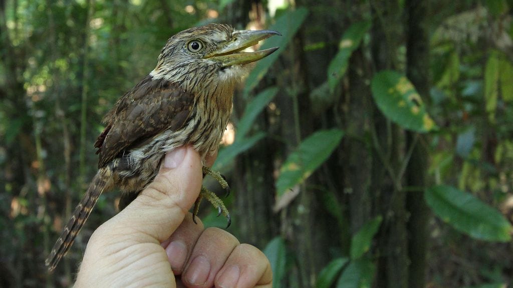 Nystalus obamai oli BBC Newsin mukaan ainut lintu, joka löydettiin kahden vuoden tutkimusjakson aikana.