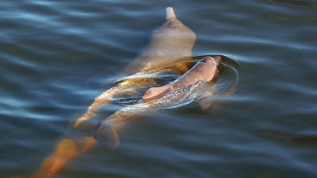 Amazonin uusia otuksia (2)