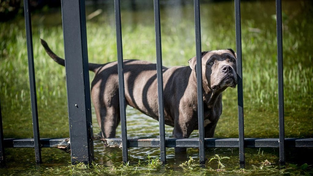 Koira seisoo tulvassa Orangen kaupungissa  Teksasissa.