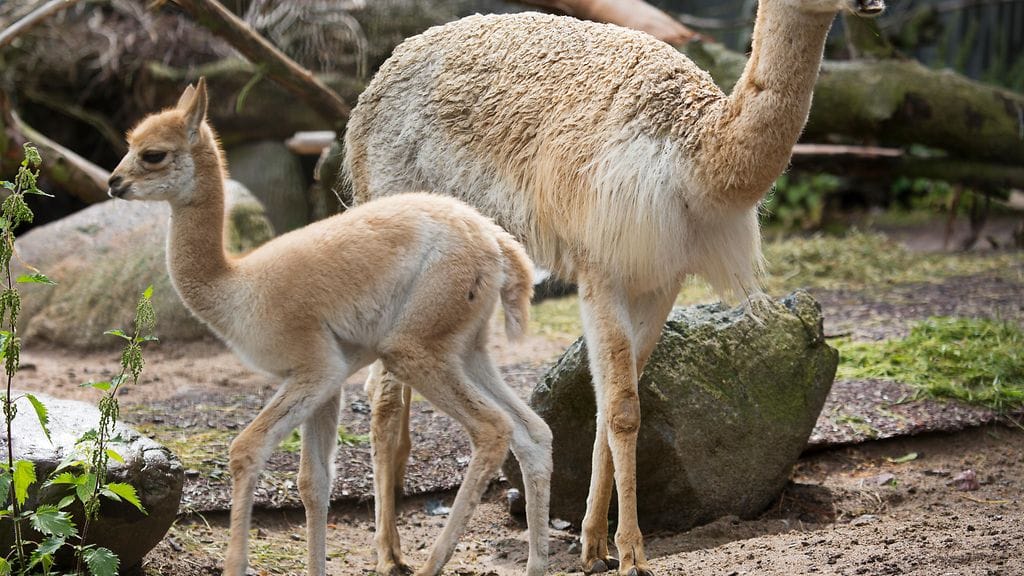 35067383733_df9553936b_o