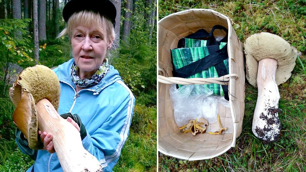 Riitta Hirvosen löytämä herkkutatti painoi yli kilon.