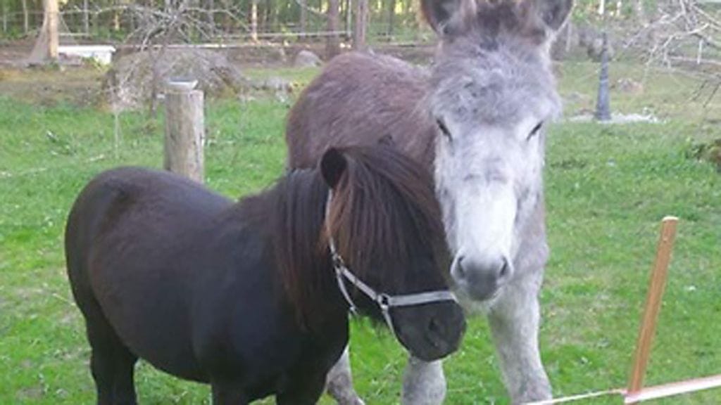 Poju-poni ja Keijo-aasi yhteisessä aitauksessaan.