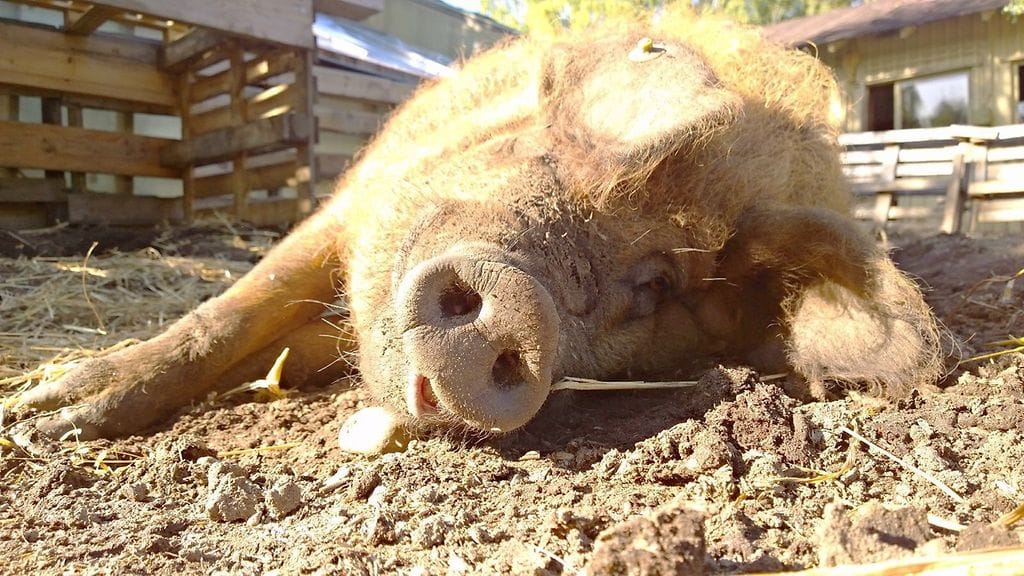 Möhkö nauttii auringosta.