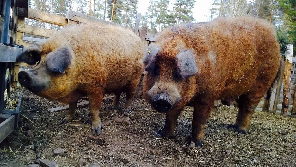 Matami (vas.) ja Möhkö ovat lasta odottava pariskunta.