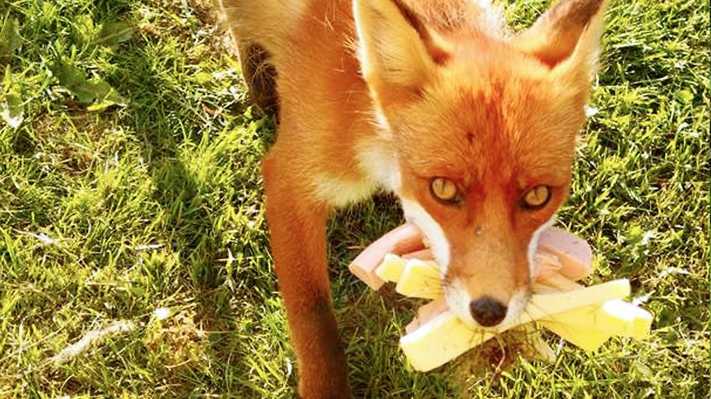 kaapo juusto ja nakki