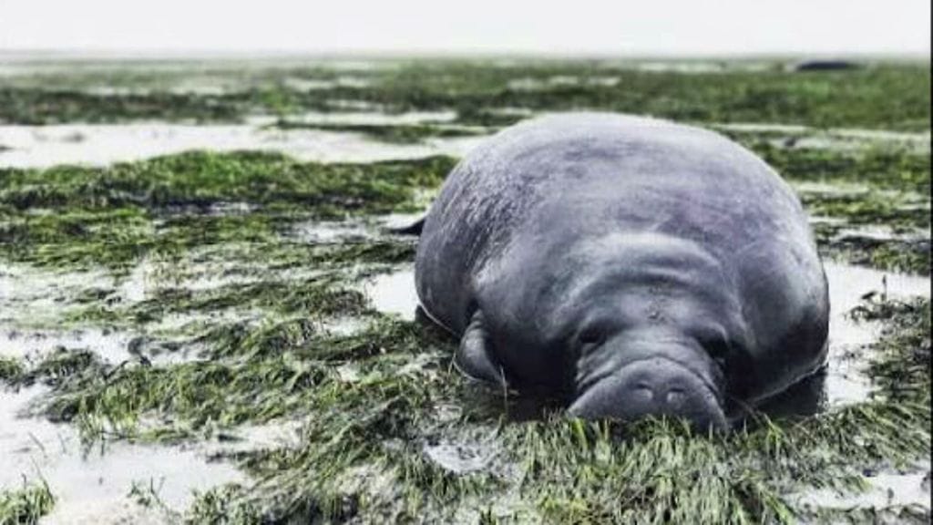 Kaksi pulaan joutunutta manaattia pelastettiin Floridan edustalla.