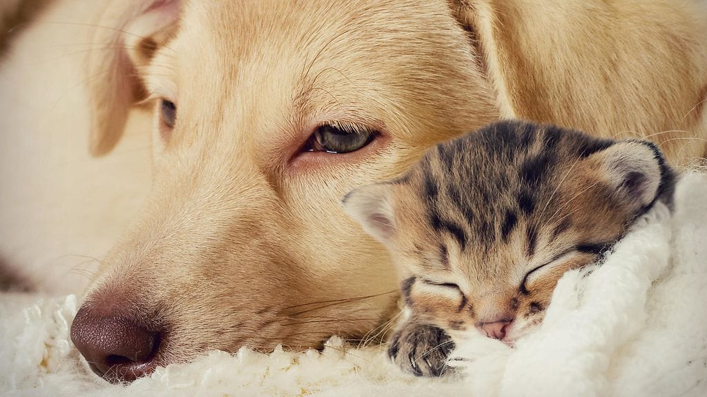 Kaksi kovaa kokenutta sielua löysi toisensa. Kuvituskuva.