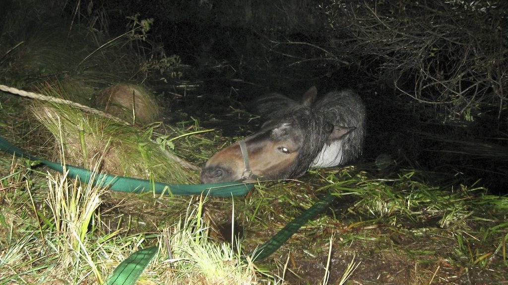 Pelastuslaitos auttoi yli 1000-kiloisen Kerttu-hevosen ylös joesta Vihdissä keskiviikkoiltana.