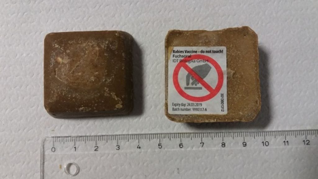 Raivotaudin syöttirokotteet ovat väriltään ruskeita ja haisevat kalauutteelle. Kuva: Evira/Tiina Nokireki