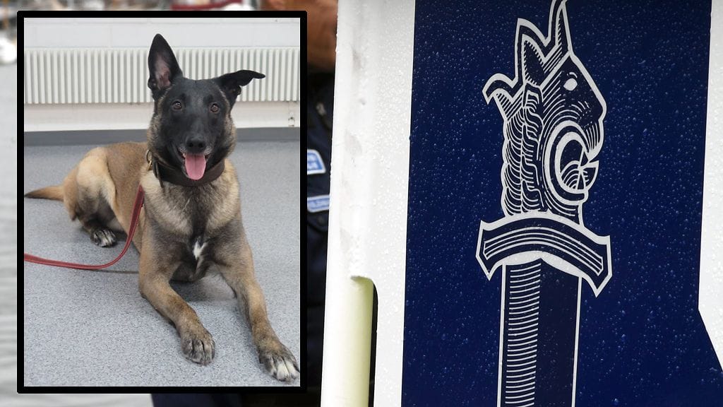 Jarmo-poliisikoira löysi torstaina kadonneen vanhuksen Kouvolassa.