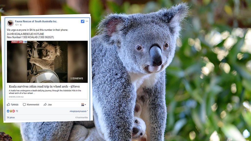 Onnettomuudessa selvinnyt koala oli piiloutunut auton renkaan taakse sillä aikaa, kun auto oli ollut parkissa kukkuloilla lähellä Adelaidea.