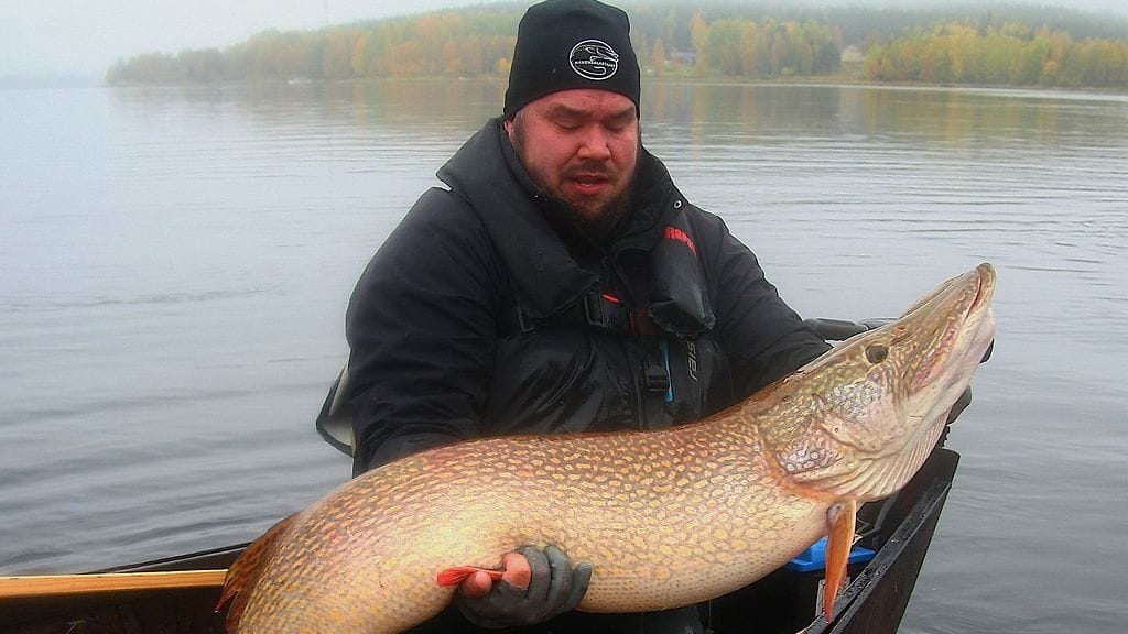 Mikko Salonen ja yli 16 kiloa haukea.