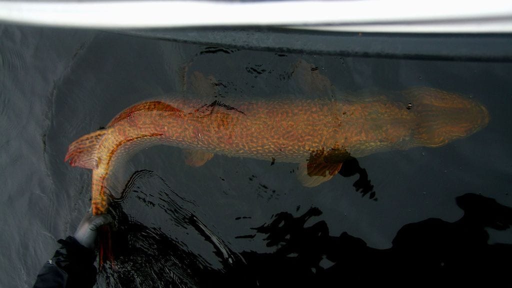 Suuri hauki 2. Kalastajan kanava Facebook-ryhmästä otettu kuva/KERTAKÄYTTÖ