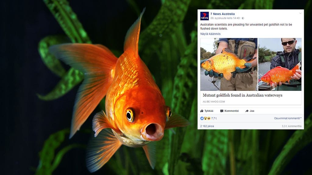 Kultakala voi akvaariossakin kasvaa kookkaaksi, mutta harvemmin yli kaksikiloiseksi. Kuvituskuva Shutterstcok, toisen kuvan lähde Facebook.