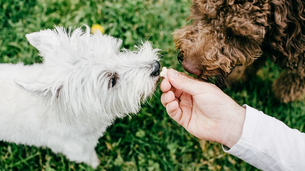 kaksi koiraa syö nurmikolla