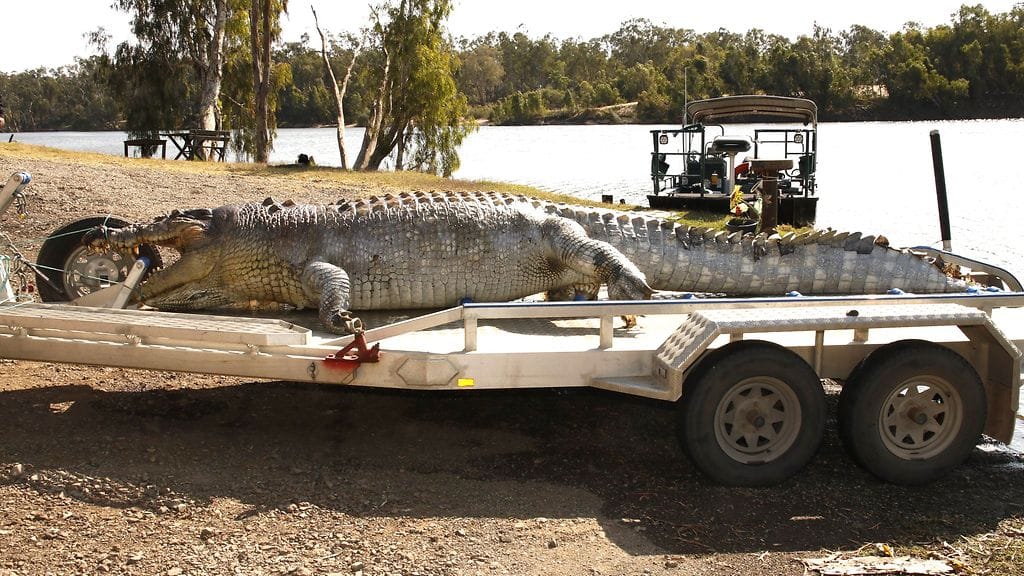 Fitzroyn krokotiili (2)