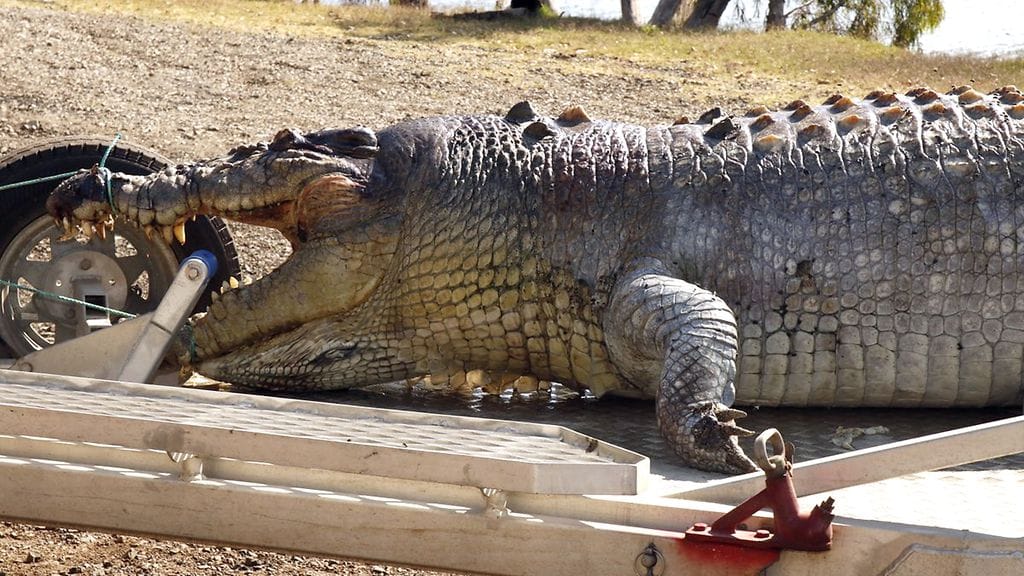 Noin 5.2 metriä pitkän krokotiilin tappaminen saattaa johtaa vankeustuomioon.