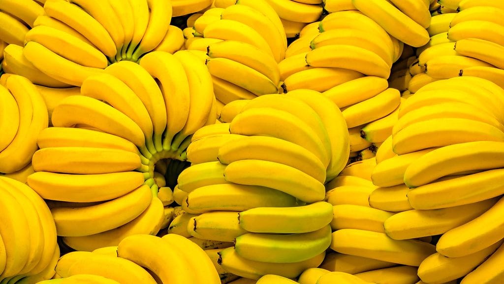 Lähes kaikki tuontibanaanit ovat Cavendish-lajiketta. Kuvituskuva.