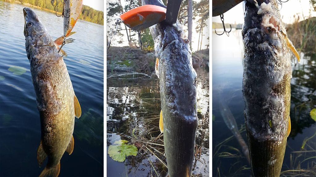 Näin iljettävältä näytti Juuso Mannisen Littoistenjärvestä nostama "mutanttihauki".