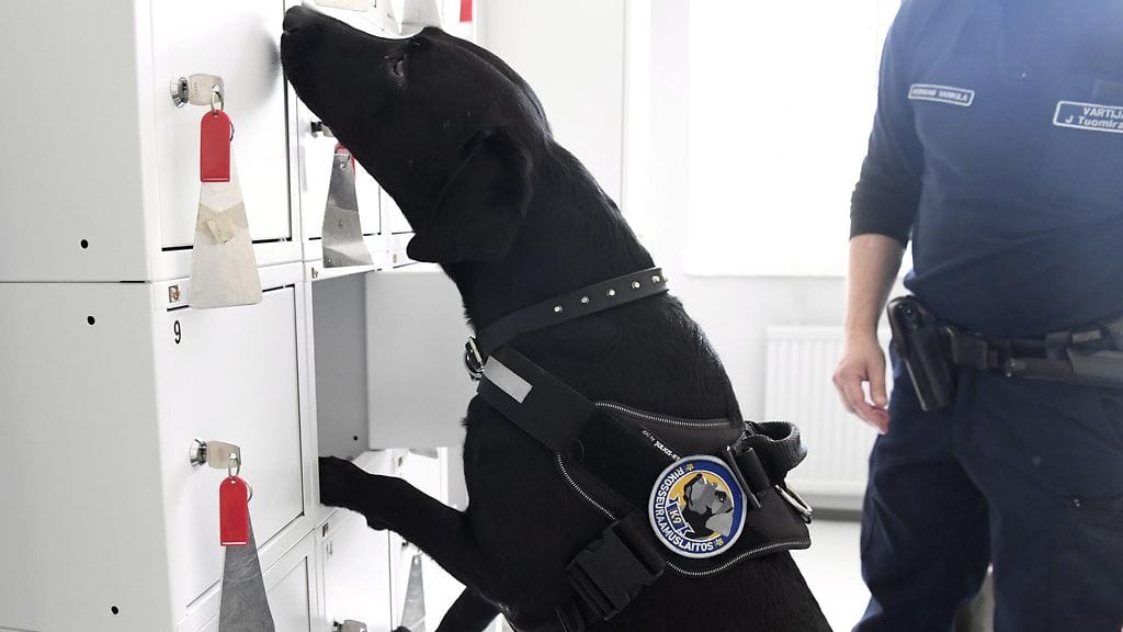 Labradorinnoutaja Rane 7v ja ohjaaja Jorma Tuomiranta tutkivat lokerikkoja Keravan vankilassa pohjoismaisten vankilakoirien PM-kisoissa Keravalla 4. syyskuuta 2017. Vankiloissa työskenteleville huumekoirille ohjaajineen järjestetään pohjoismaisia kisoja joka toinen vuosi.