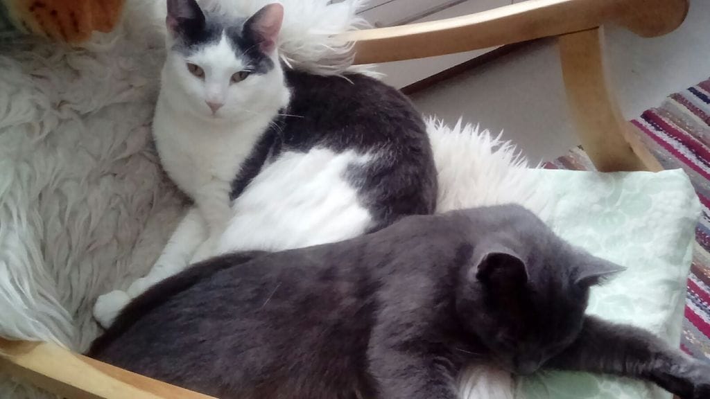 Valkomusta Hyrre-kissa päästettiin ulos maanantaina. Se ei palannut koskaan kotiin.