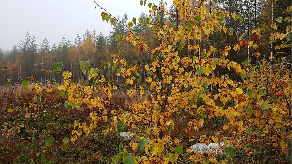 Syksyn värejä Nurmeksessa