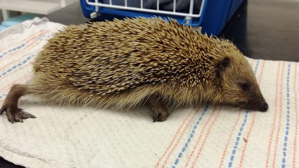 Pieni siili "Ms Hiili" on toipumassa julmasta kohtelustaan.