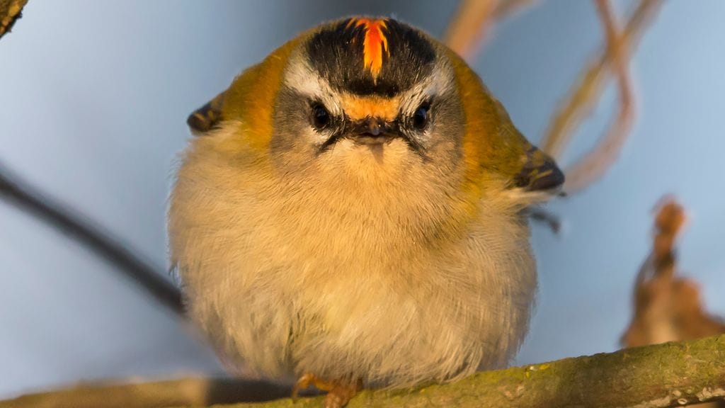 Kuvassa Uudessakaupungissä 6.1.2015 ikuistettu tulipäähippiäinen. (Kuva: Ville-Veikko Salonen.)