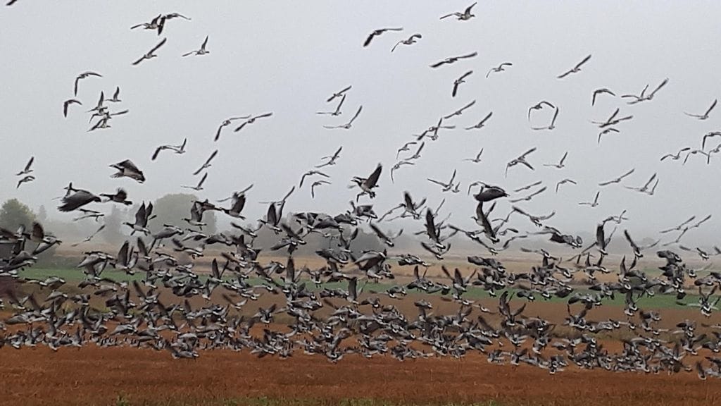 Valtaisa hanhiparvi Orimattilassa.