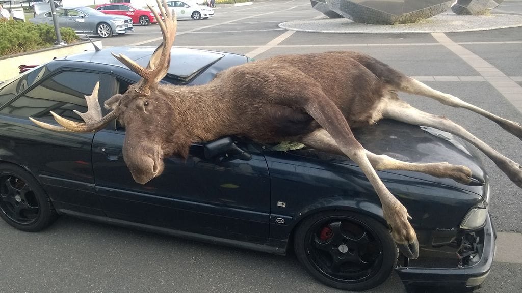 Hirvimerkki!-kiertueella pääsee konkreettisesti näkemään, kuinka suuri eläin hirvi on. Kuvituskuva.