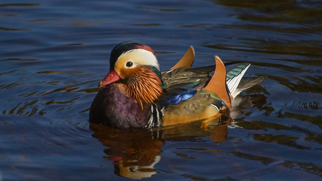 Mandariinisorsa Savonlinnassa, kuvaaja Henna Astikainen.
