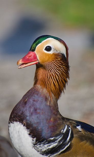 Mandariinisorsa Savonlinnassa