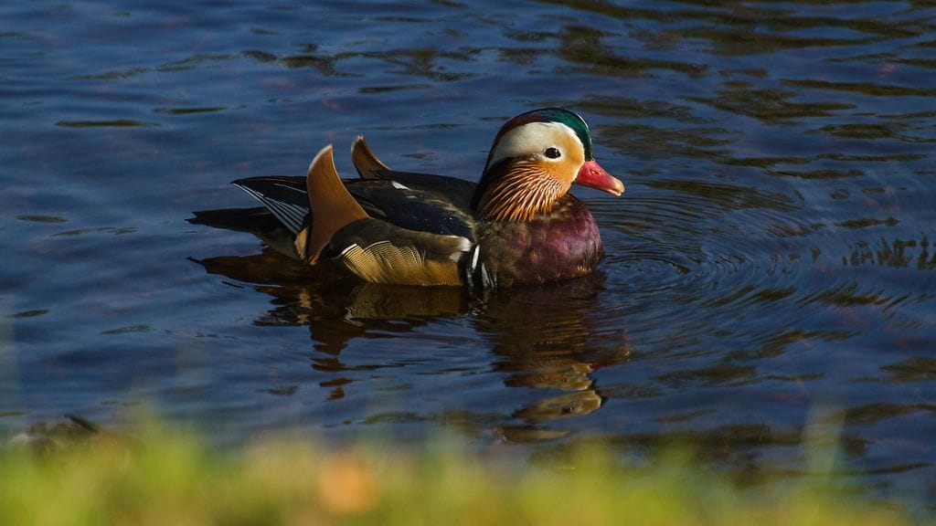 Mandariinisorsa Savonlinnassa 24.9.2017