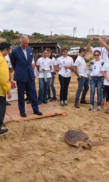 Prinssi Charles vapauttaa kilpparin 3