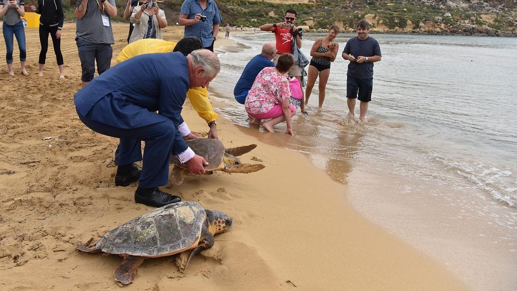 Prinssi Charles vapauttaa kilpparin 4