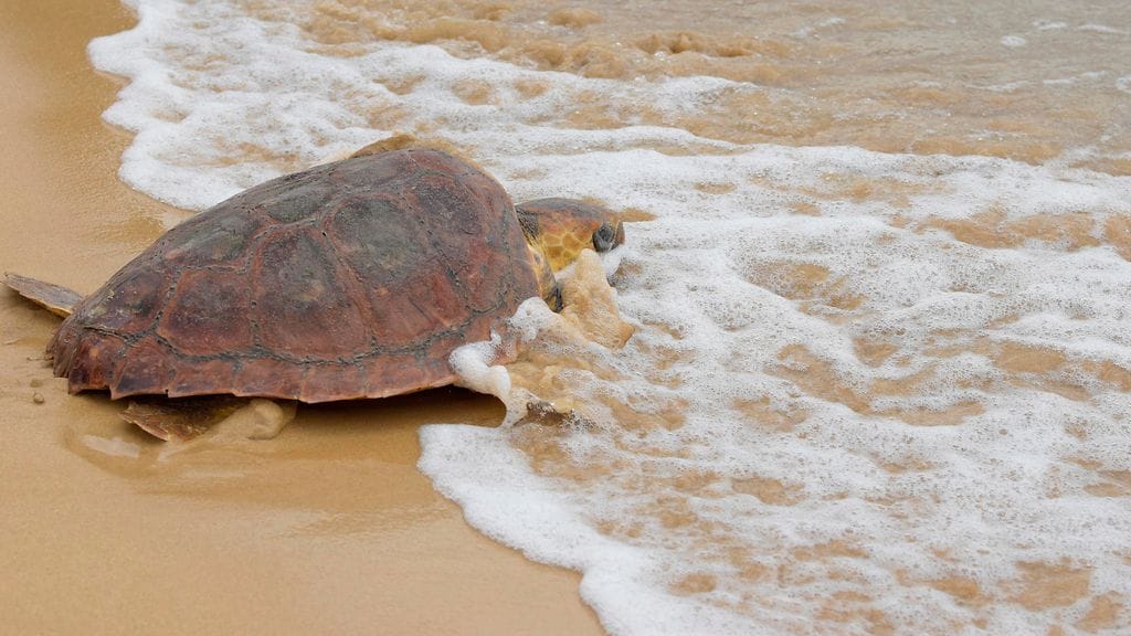 Prinssi Charles vapauttaa kilpparin 5