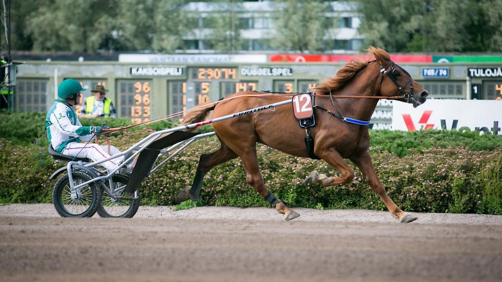 Juha Länsimäki ohjasti A.T. Veetin isoveljeä A.T. Viskua Vermon kuninkuuskilpailussa tänä vuonna.