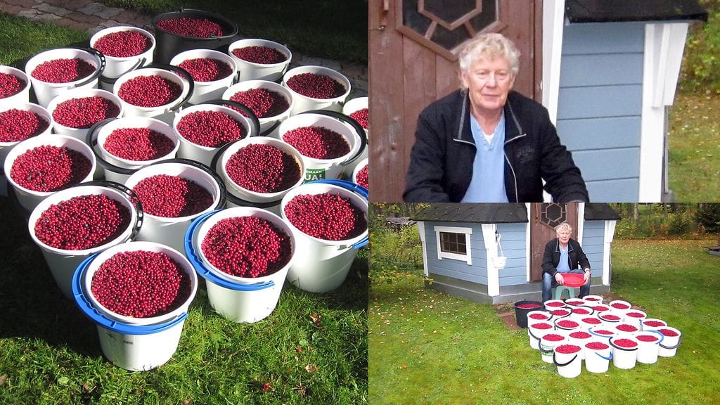 Marjaämpäreitä voi yhdellä reissulla kertyä hurjakin määrä, joten sata ämpäriä ei hyvänä marjavuonna ole turhan kunnianhimoinen tavoite.