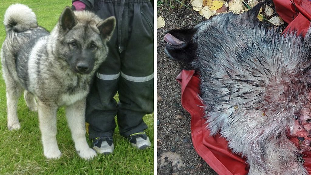 Reksi niminen koira kuoli suden hampaisiin. Reksi oli vasta seitsemän kuukautta vanha.