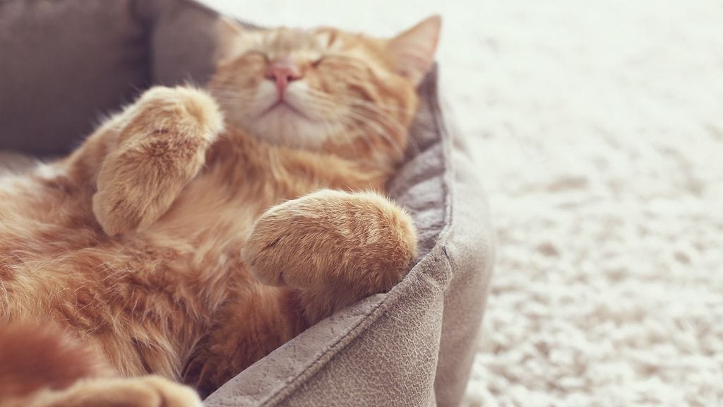 IKEA parantaa nyt myös lemmikkien arkea. Kuvituskuva.