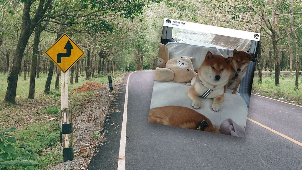 Kuvankaappaus Instagramista (@3shibas_bhg), kuvituskuva Shutterstockista.