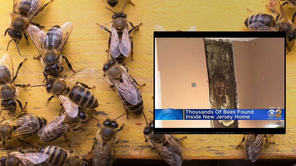 Kuvituskuva Colourbox, toisen kuvan lähde newyork.cbslocal.com.