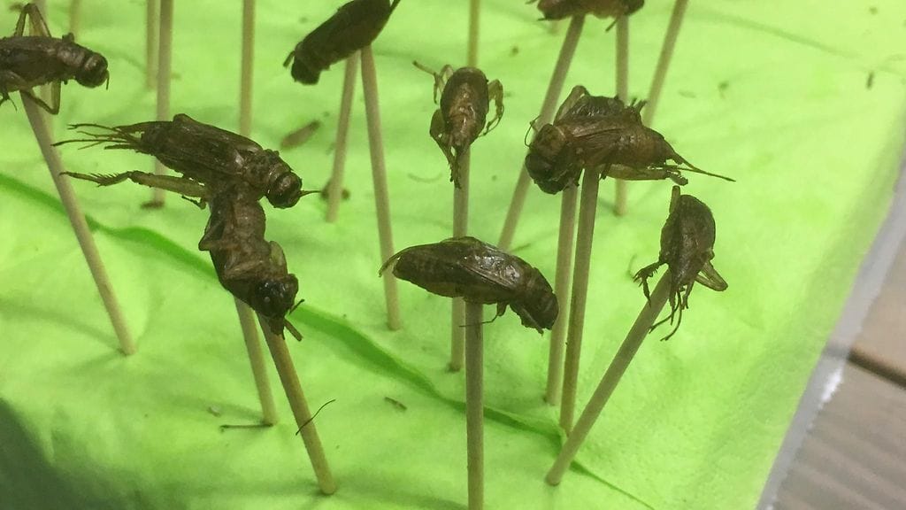 Kyselyn perusteella ötökät maistuisivat erityisesti miehille, sillä miesvastaajista joka toinen olisi valmis kokeilemaan hyönteisruokia.