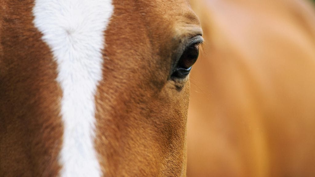 Kuvan hevonen ei liity uutiseen.