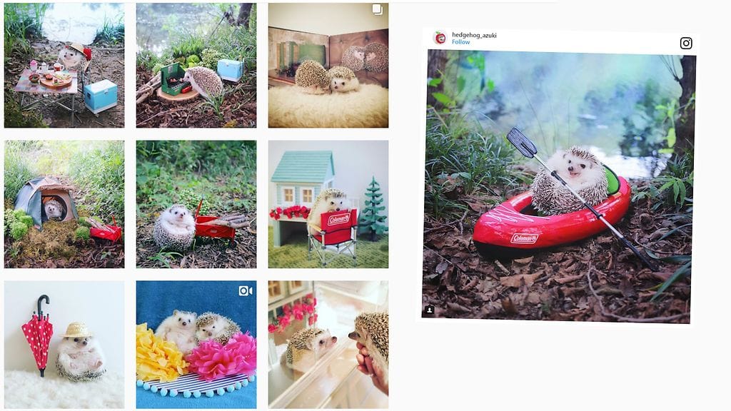 Azuki on kenties yksi Instagramin suosituimmista eläimistä.