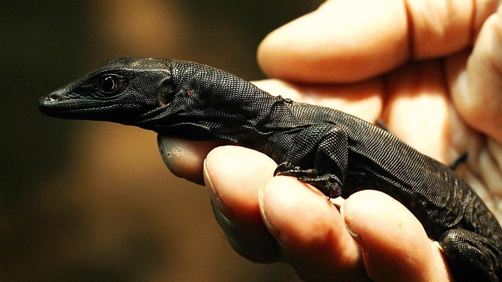 Helsingin Tropicariossa on syntynyt partenogeneettisesti  mustavesivaraanin poikanen. Harvinainen tapahtuma sai alkunsa, kun yksin elävä varaaninaaras muni 20.11.2016 14 munaa, joista yksi näytti kaikin puolin hyvältä. Tropicarion henkilökunta laittoi munan haudontalaatikkoon ja yllättäen munasta kuoriutui poikanen reilun yhdeksän kuukauden haudonnan jälkeen 8.10.2017. Kuoriutuessaan poikanen painoi 33 grammaa ja oli 29 cm pitkä.