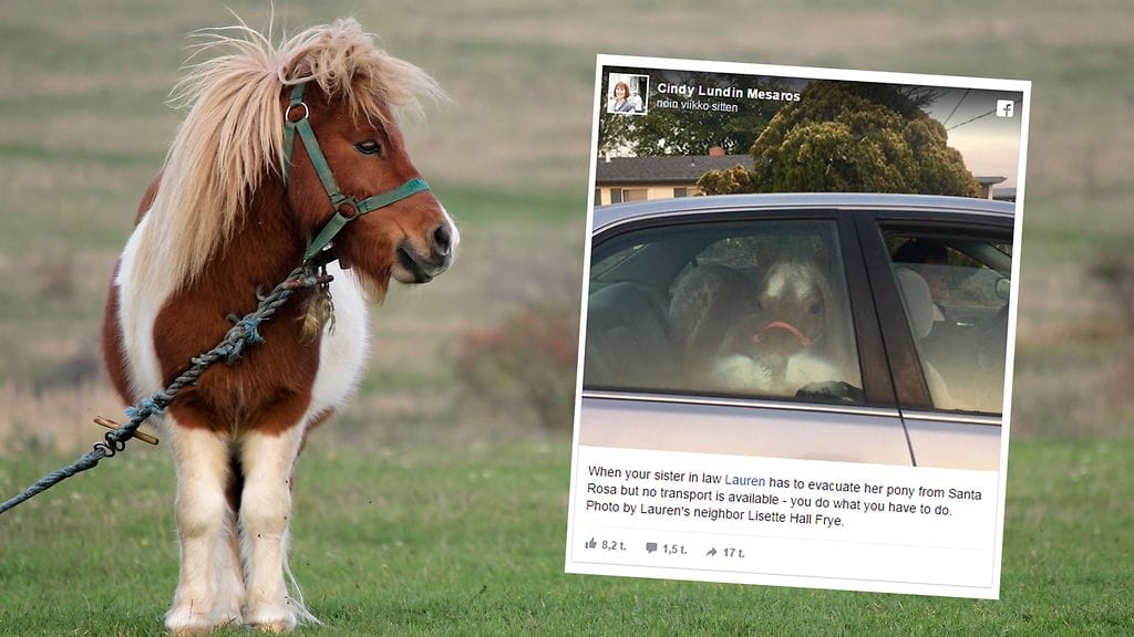 Stardust-poni pääsi Hondan takapenkille.