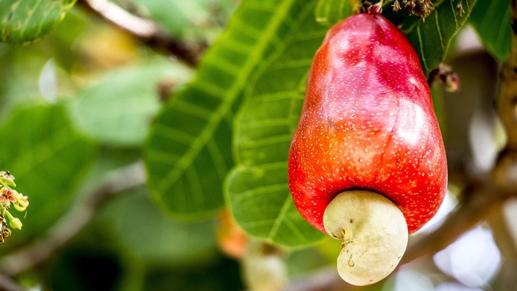 Cashew-hedelmäksi kutsutun "valehedelmän" väri vaihtelee kirkkaanpunaisesta keltaiseen.