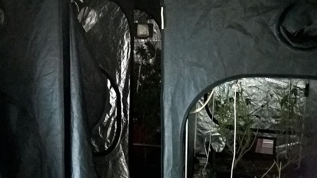 kannabis, helsingin poliisi 3