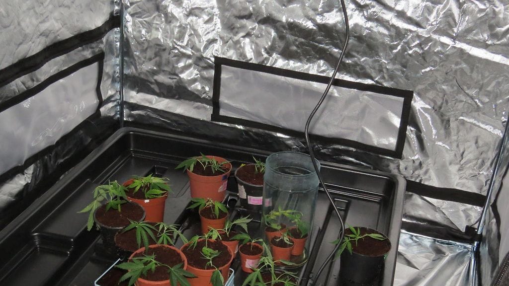 kannabis, kaakkois-suomen poliisi 2